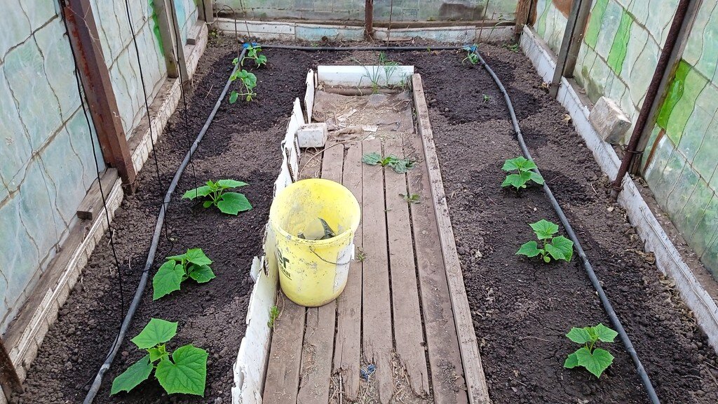 23 мая 2023 года. Огурцы, дыни и арбузы в теплице.