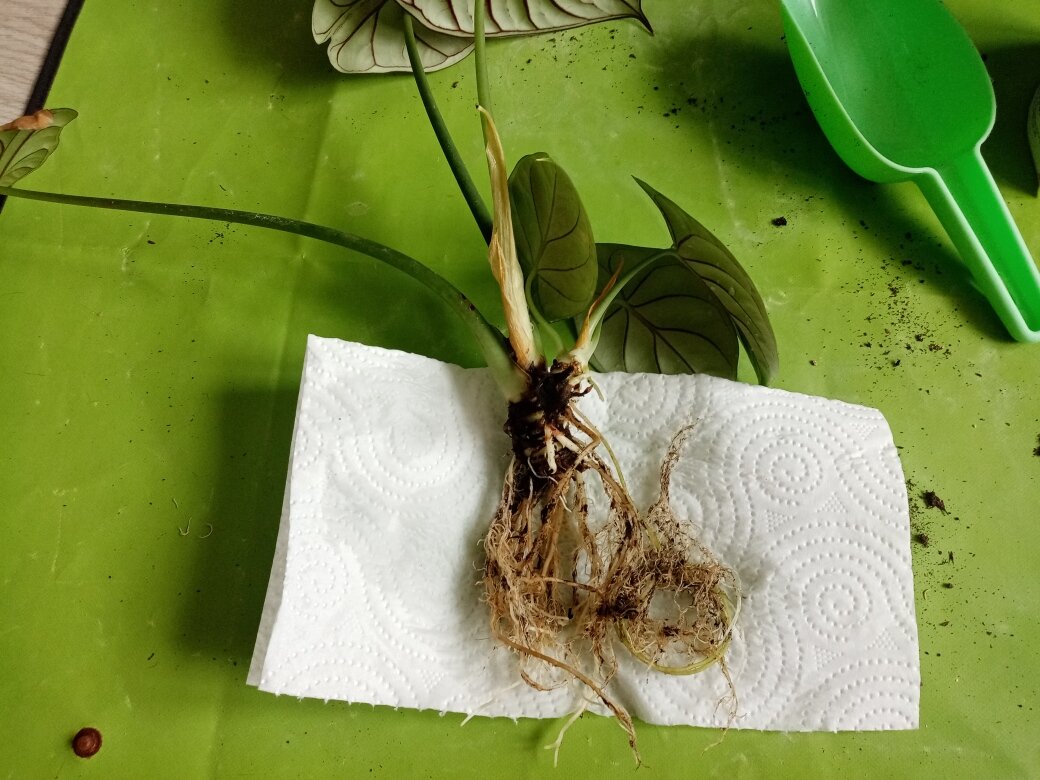 А вот и алоказии после удаления старого грунта. Фото автора