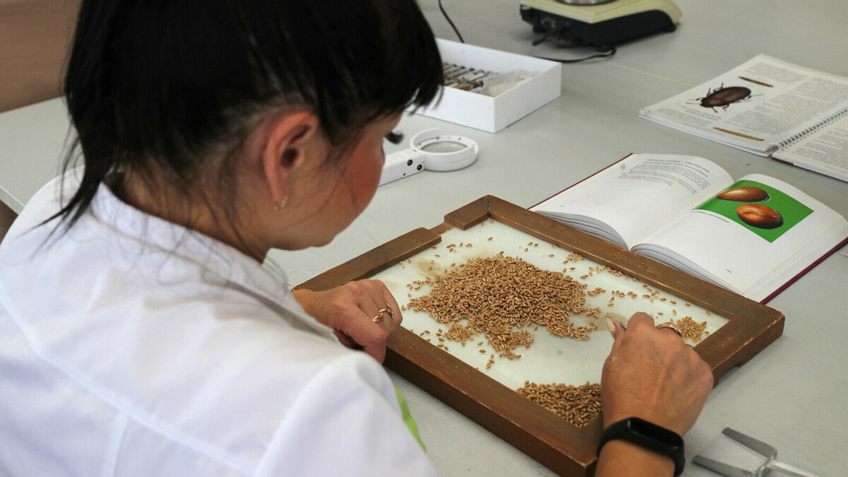     Экспертиза одобрила строительство зерноочистительного комплекса в Дубовском районе Ростовской области, информация об этом появилась в едином реестре заключений.