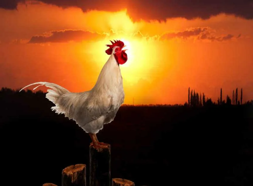 Фото из открытых источников