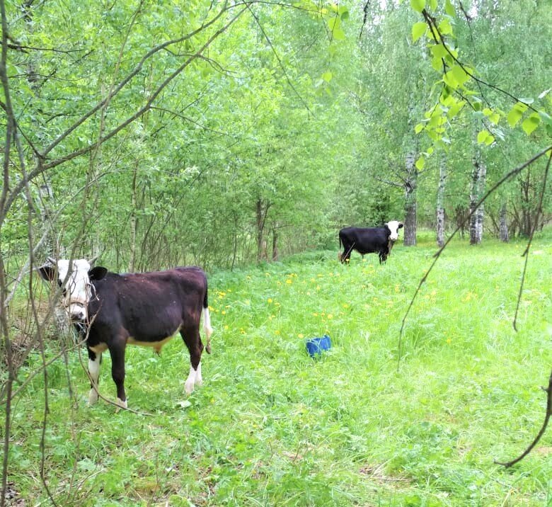 Моя деревня - часть 1 | Летающая Черепаха | Дзен