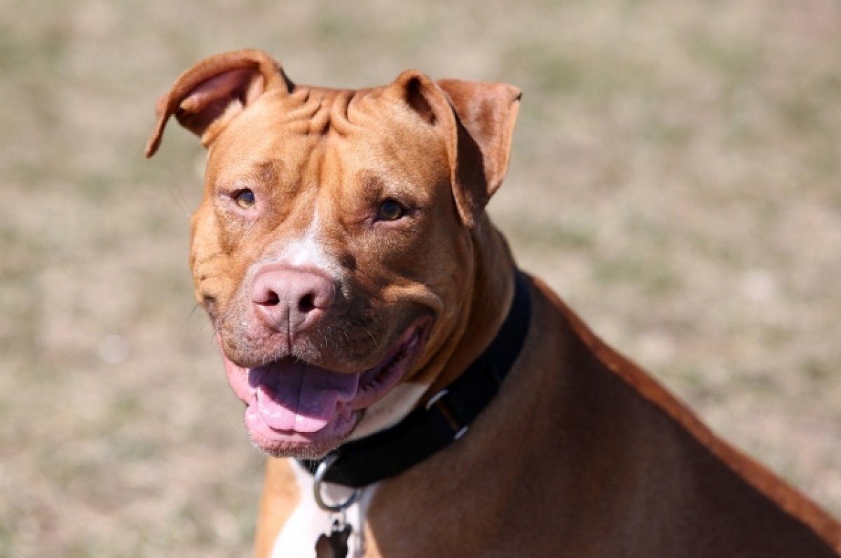    В Оренбурге хозяин питбуля спустил на пенсионера своего пса, а после избил и ограбил старика.