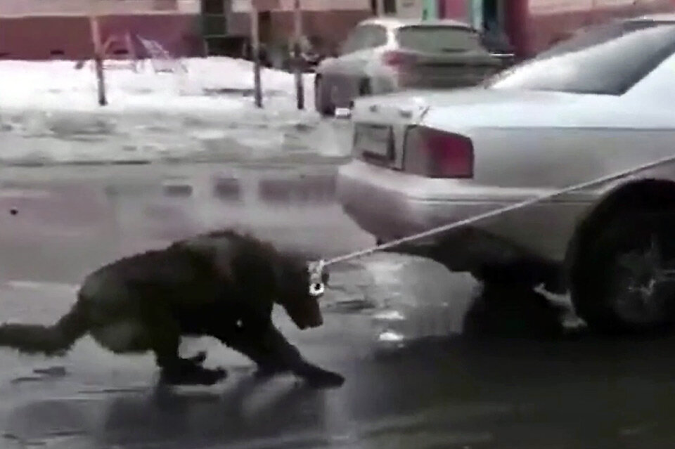 Такое обращение с животным вызвало бурю возмущения горожан