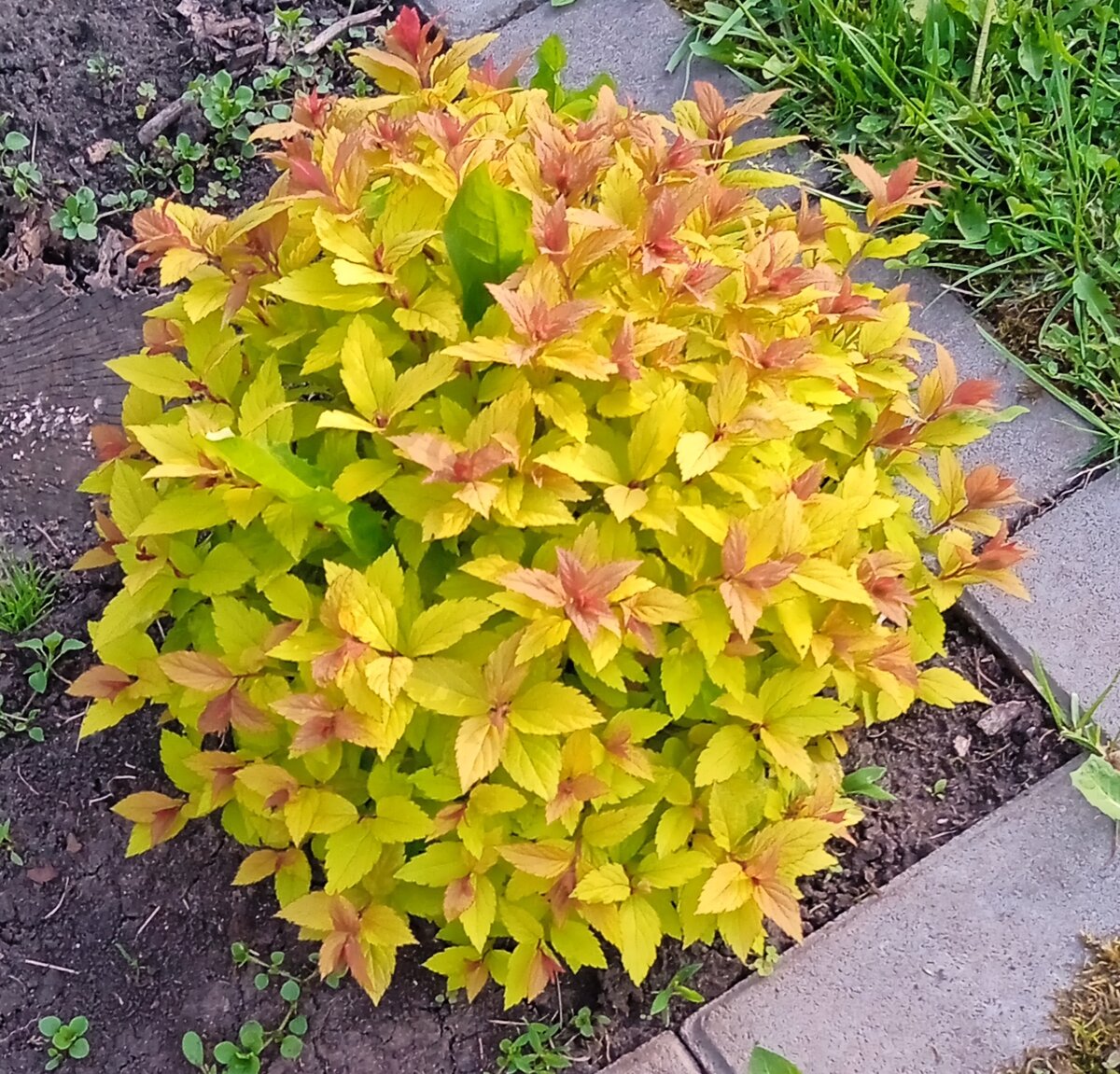 У нас она сидит во всех уголках цветников. Фото автора