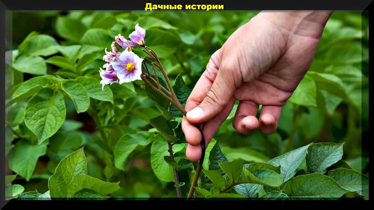 Цветок картофеля фото. Картошка цветет. Надо ли обрывать цветы у картофеля для повышения урожая. Нужно ли удалять цветы у картофеля. Правильный ли цветок картофеля.