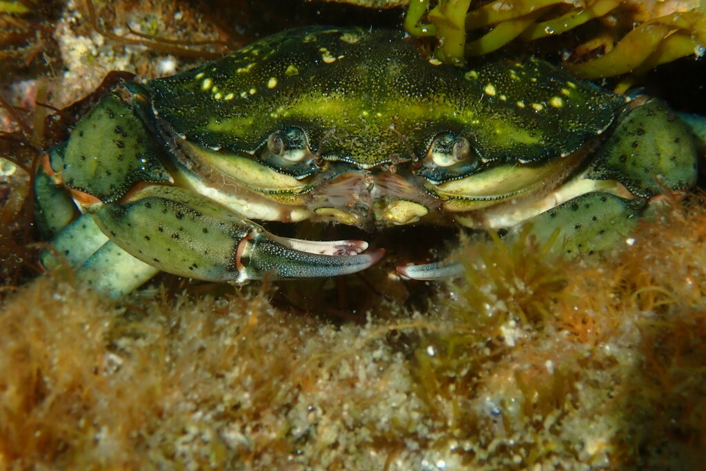 Carcinus maenas — вид крабов из семейства Carcinidae. Родом с северо-востока Атлантического океана и Балтийского моря; колонизировал схожие среды в Австралии, Южной Африке, Южной Америке и атлантические и тихоокеанские прибрежные участки Северной Америки