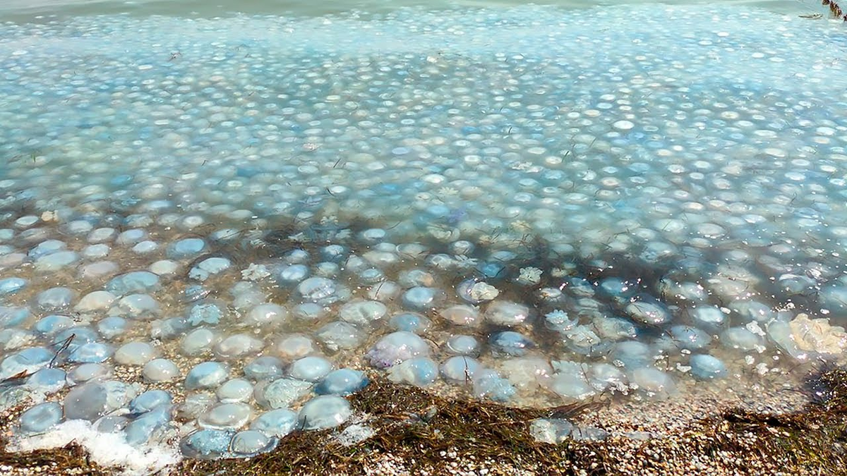 Азовское море медузы когда появляются. Медузы в Азовском море. Нашествие медуз в Азовском море. Медузы в Азовском море 2021. Медуза корнерот в Азовском море.