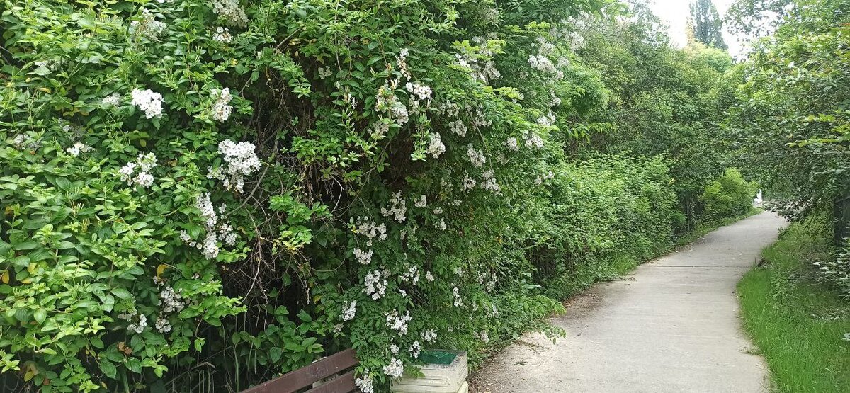 На Терренкуре можно отдохнуть, наслаждаясь ароматом цветения..