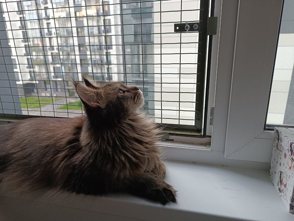 Интересно, туда можно отправить Полухвостую, а?