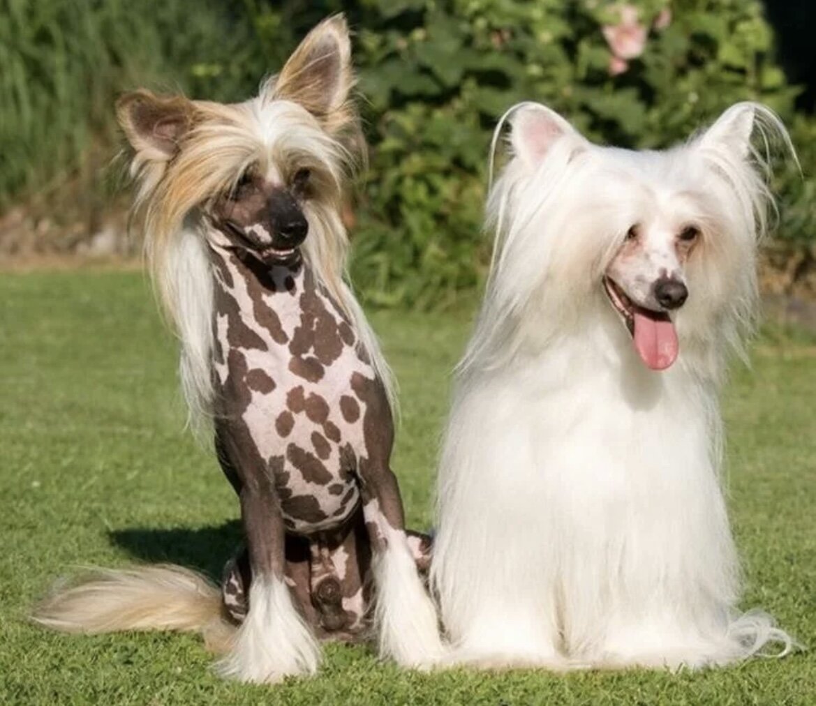Необычные породы собак с фотографиями и названиями