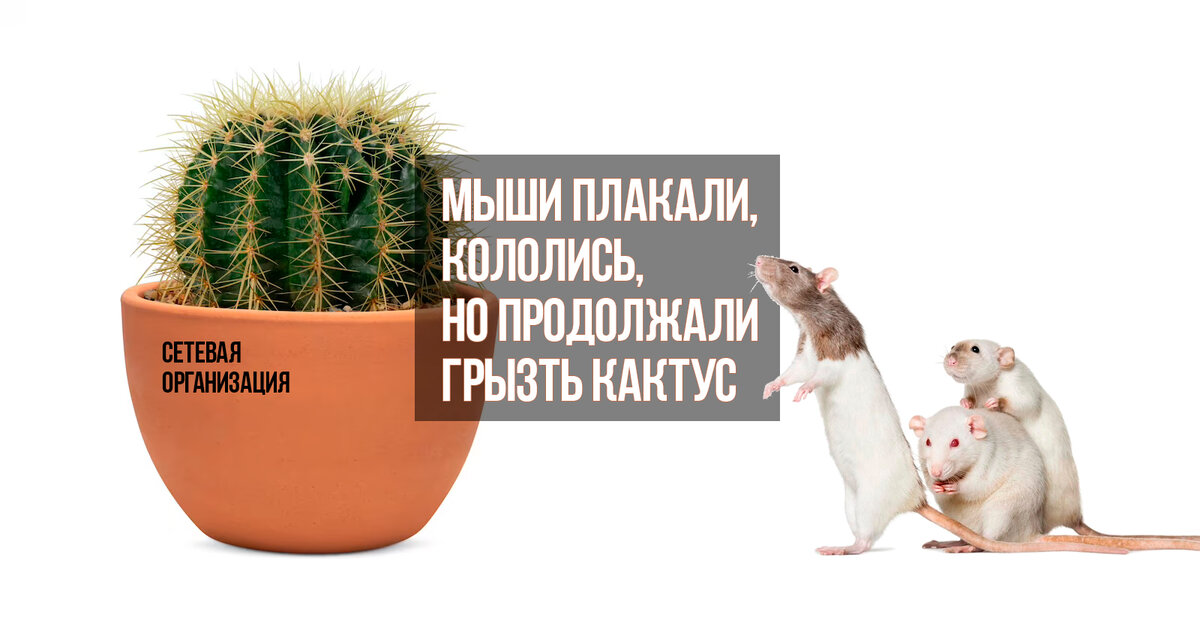 Ежи плакали кололись но продолжали есть. Мыши плакали кололись но продолжали есть кактус. Мыши плакали кололись но продолжали грызть кактус. Плакали и кололись но продолжали. Плакали кололись но продолжали жрать кактус.