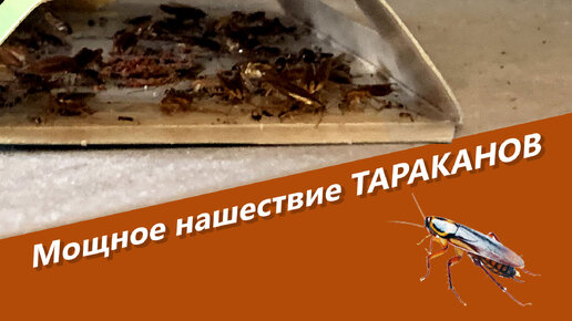 Нашествие тараканов в сильно запущенной квартире в Москве. Как с ними ...