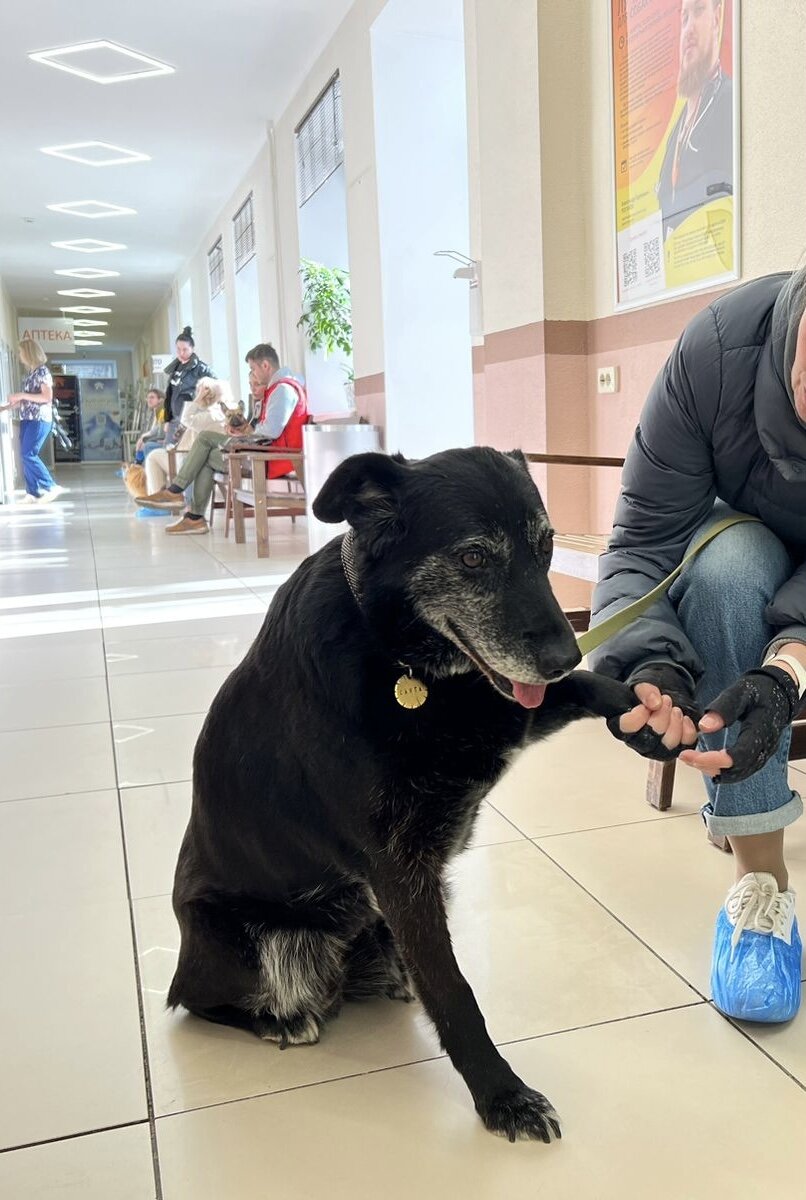Санта на приёме перед операцией.