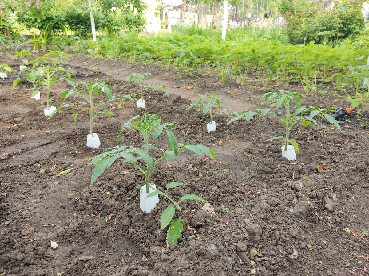 Защита томатов от медведки