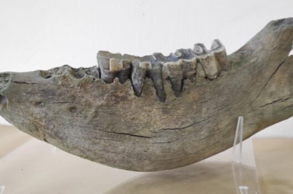    Челюсть древнего носорога опознали в экспонате Мильковского музея