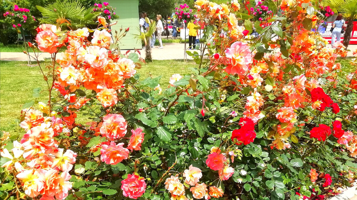 Розарий в парке "Ривьера" 