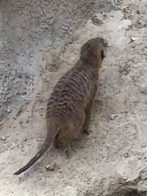 Берлинский сурикат.