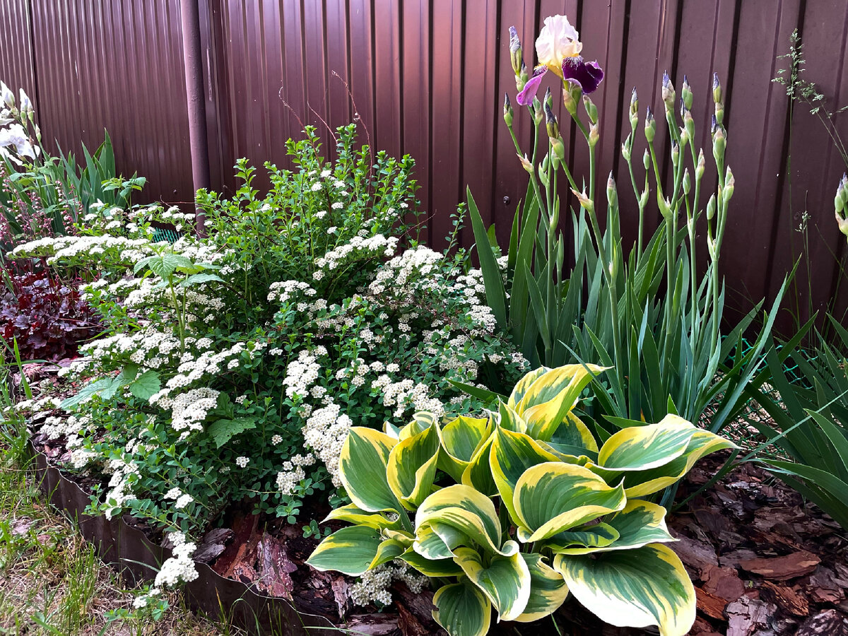 Миксбордер вдоль забора.