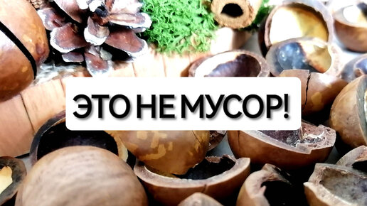 НЕ ВЫБРАСЫВАЙ скорлупу от ореха МАКАДАМИЯ / Настольная композиция из природных материалов