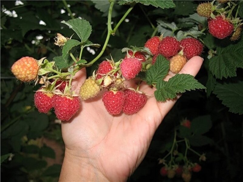 Фото взято из общего доступа сети интернет. Сорт малины Гусар.