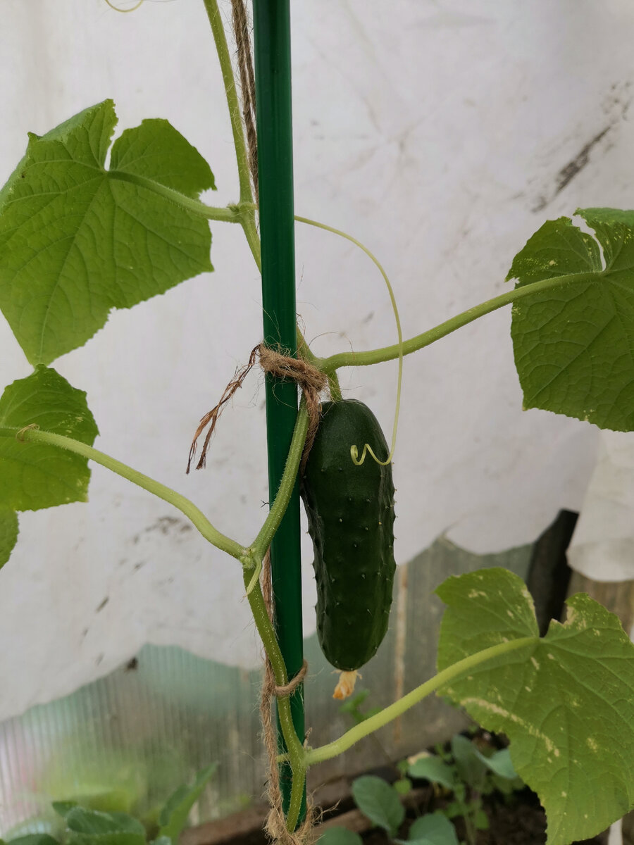 Сорт " Настоящий полковник".