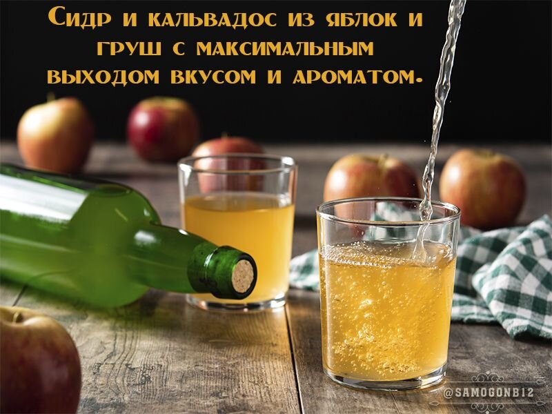 Готовим сидр и кальвадос из яблок и груш с максимальным выходом вкусом и ароматом.
