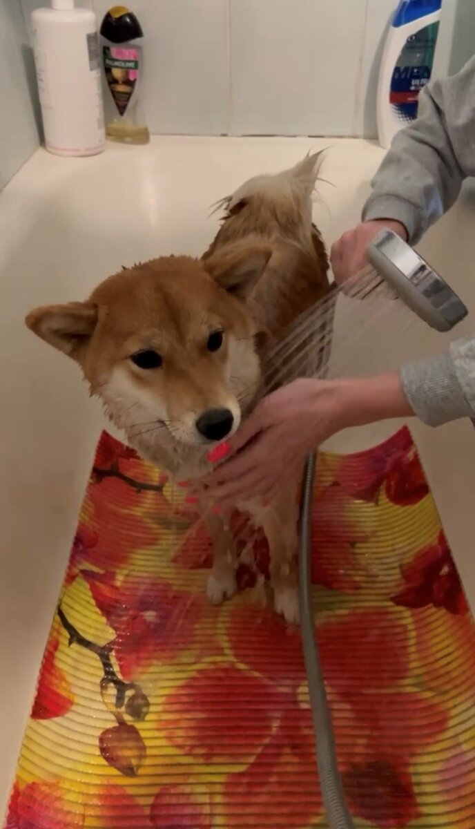 Решили помыть сами...