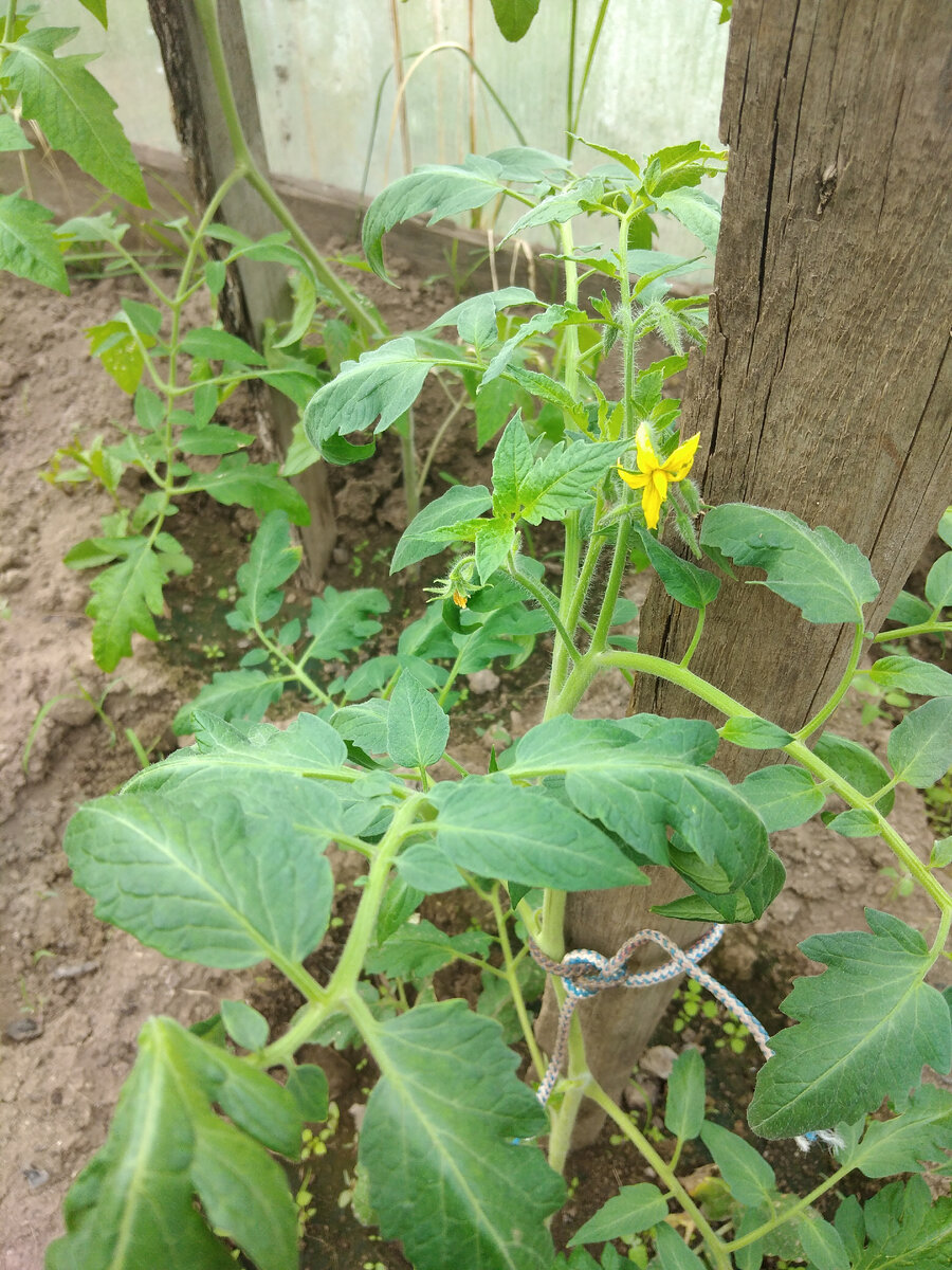 Помидора в теплице уже цветёт. Фото автора.