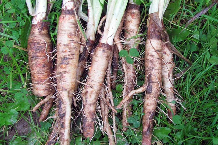 Корешки овсяного корня, фото из интернета
