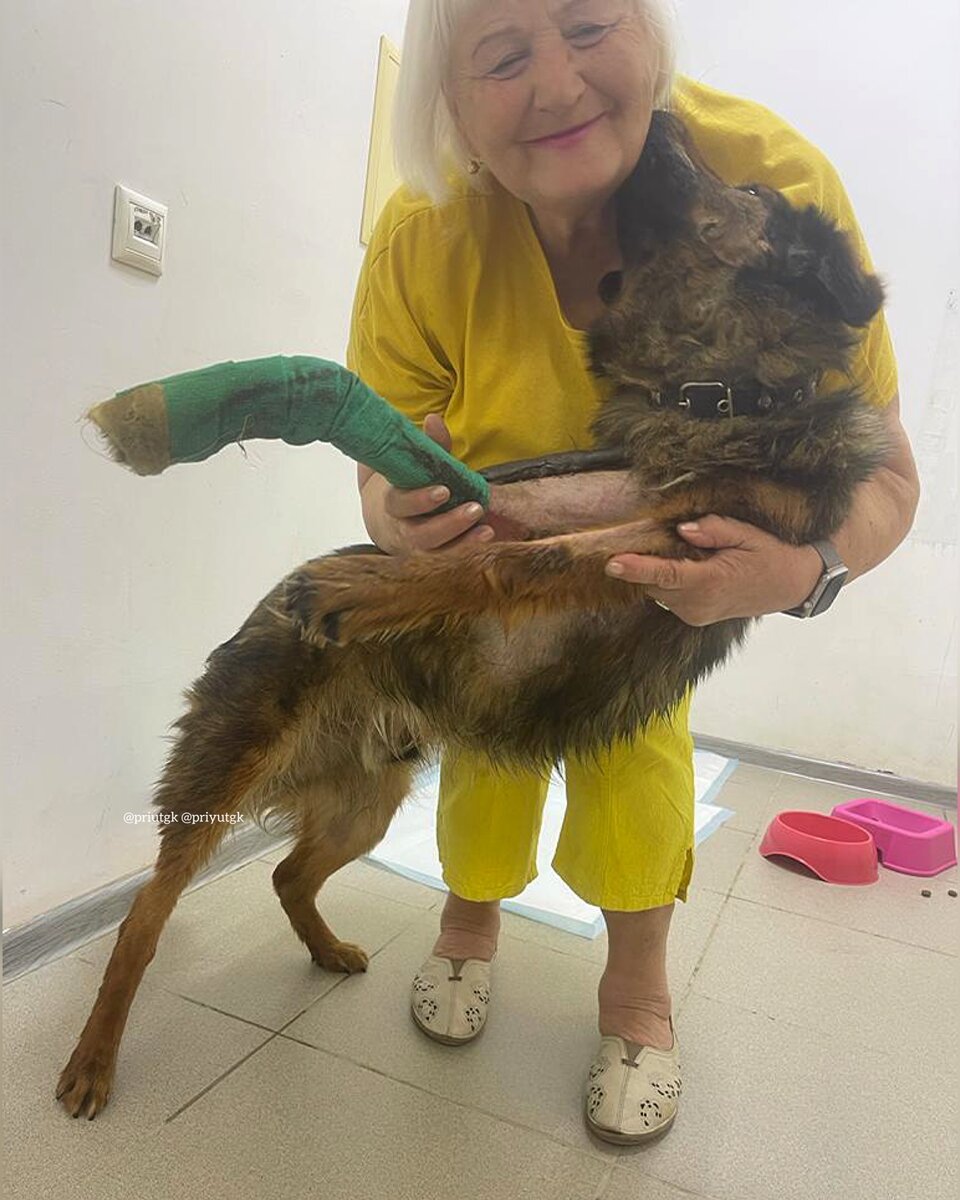 Жорик в ветклинике г. Краснодар 