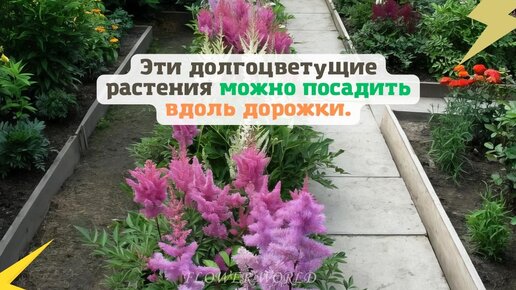 Эти долго цветущие растения можно посадить вдоль дорожки.💐 ...