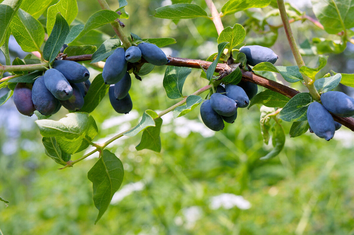    Жимолость съедобная ценится за первые в сезоне вкусные и целебные ягоды