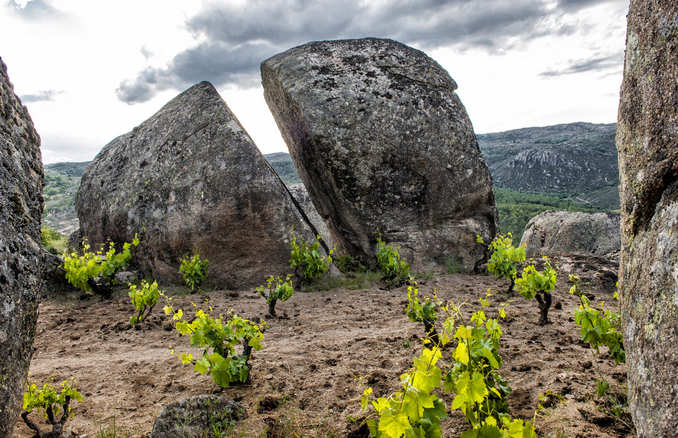 Виноградники в Испании, Гредос. Фото: https://www.pearlofburgundy.com/our-wines/comando-g/