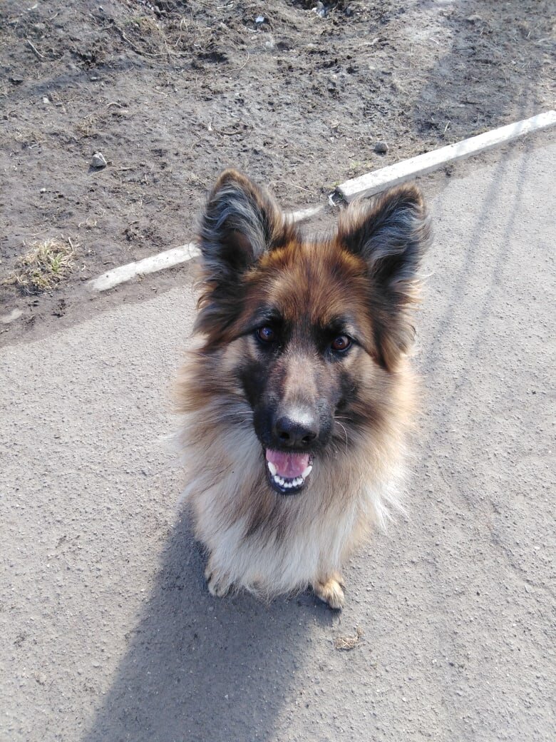 Моя первая служебная собака