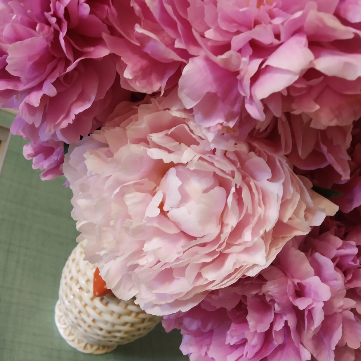 Зато пион в этом году просто шикарный!