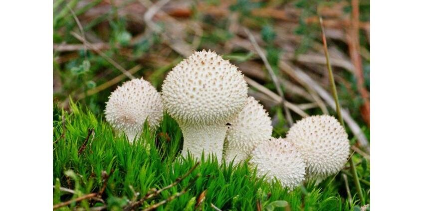 Фунготерапия - лечение грибами. 