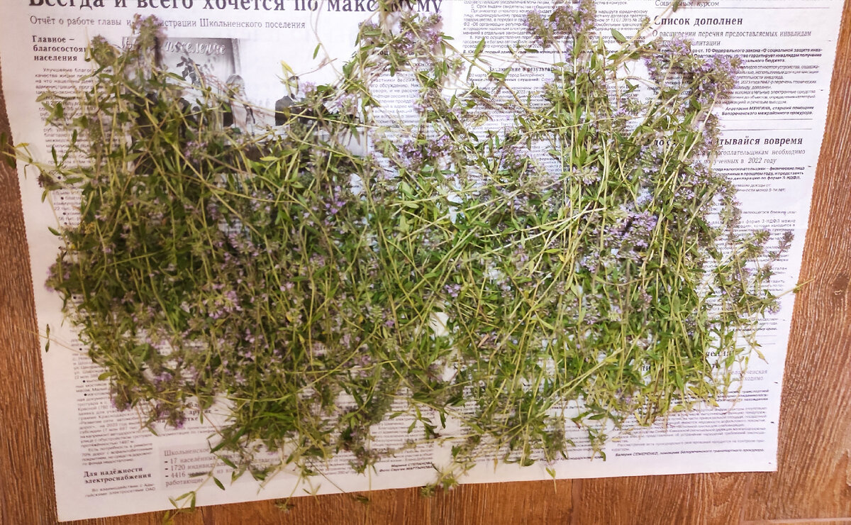 Собираю и раскладываю чабрец в доме перед ТРОИЦЕЙ.  