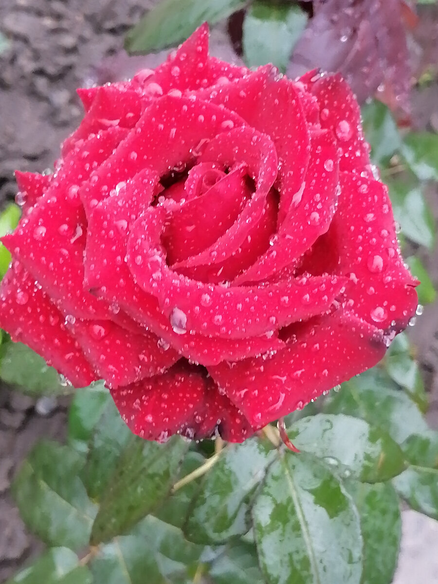 Роза под дождём. Фото автора. 