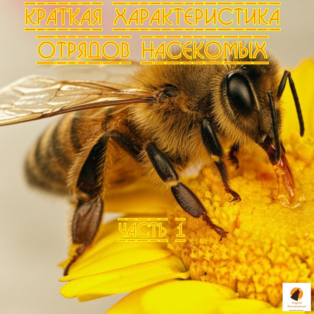 Краткая характеристика отрядов насекомых