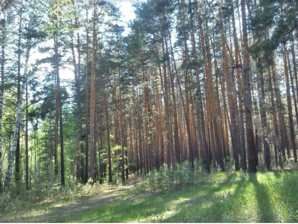 Добавьте описание