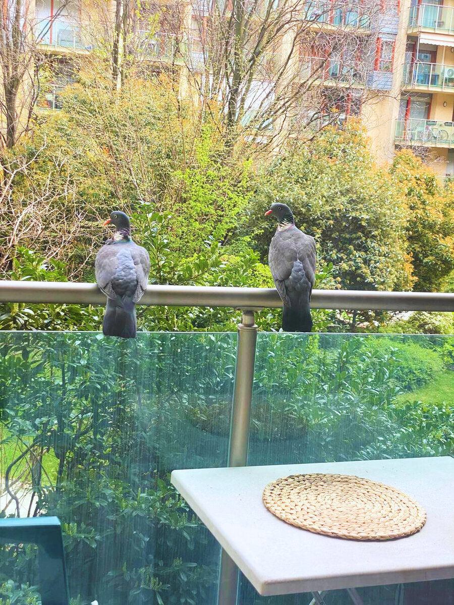 Пара вяхирей на балконе жилого дома в Будапеште, март 2023, фото М. Смирнова