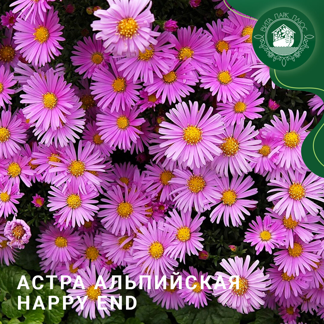 Астра альпийская Happy End - красивое многолетнее растение для сада ...