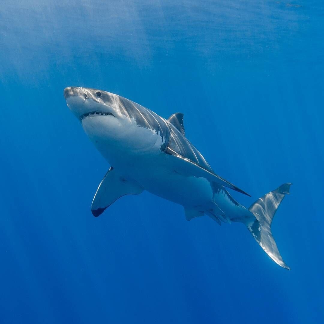 Белая акула «Монстр Глубины» | Ocean.Ru | Дзен