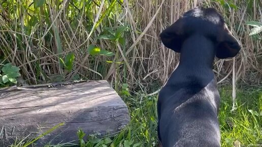 Бигль и такса. Такса блоггер симба. Такса блоггер симба. Такса блоггер симба. Такса блоггер симба.