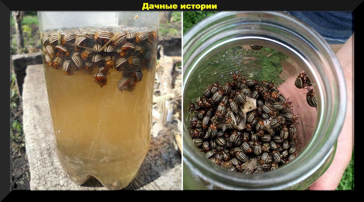 Использование химических препаратов в борьбе с вредителями