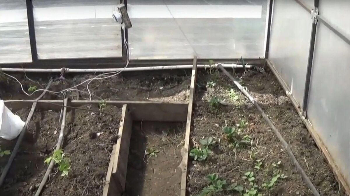 Капельный полив в теплице из поликарбоната. | ЖЕНЬКА в квадрате | Дзен