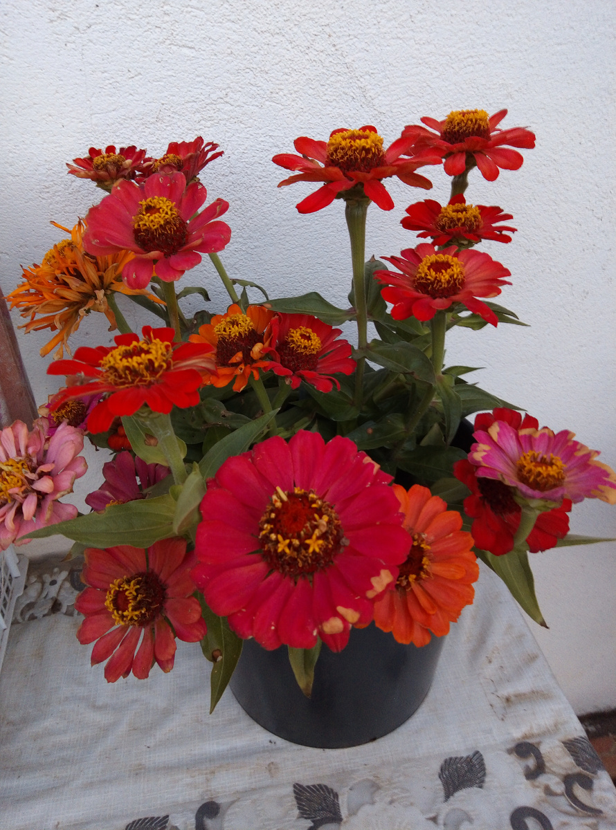 Люблю цинию. Фото 2021 г. 