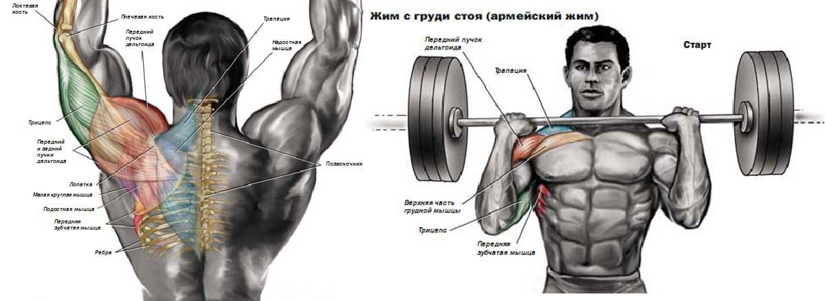 Источник фотографии: Яндекс картинки