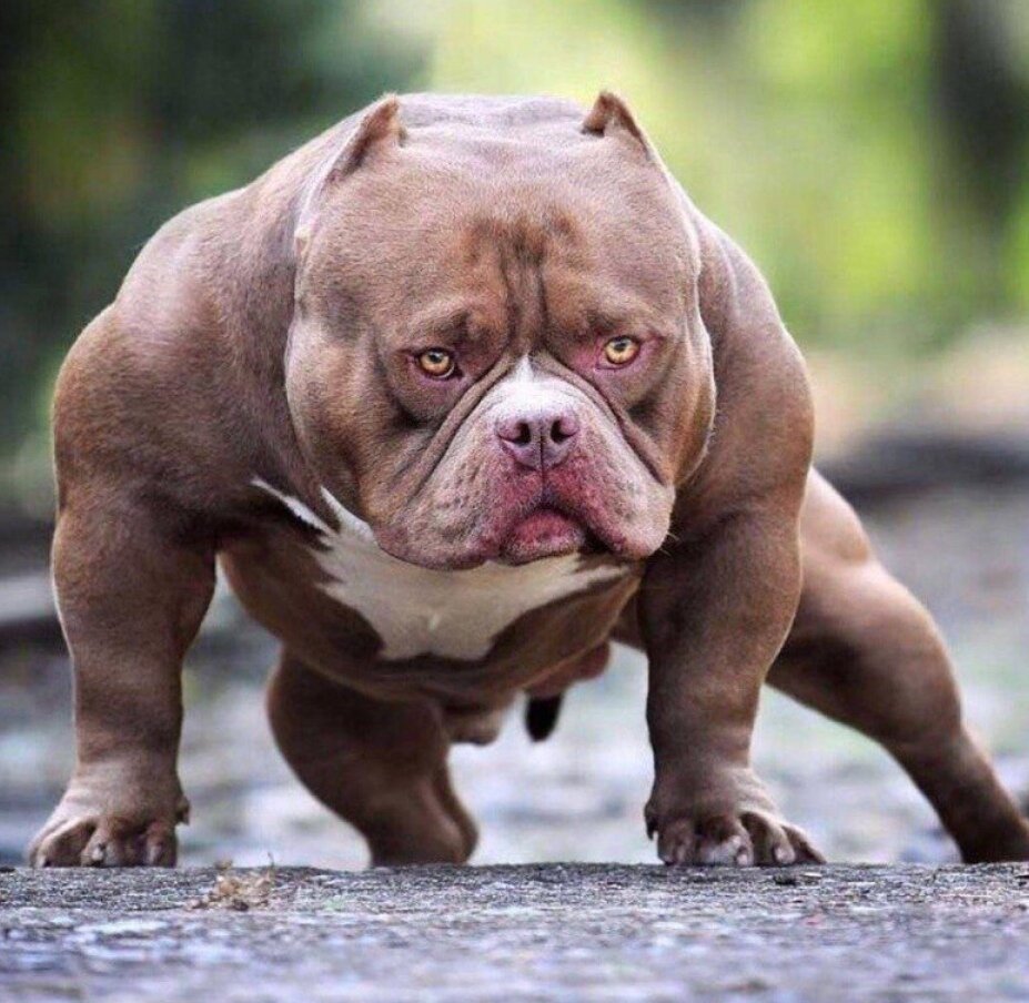 Краткая информация
Название породы: Американский булли
Страна происхождения: США
Вес: 30-58 кг
Рост (высота в холке): 40-57 см
Продолжительность жизни: 8-12 летОсновные моменты
Американский булли – порода молодая, но уже успевшая полюбиться собаководам: грозная внешность вкупе с ласковым характером удивляет многих.
Помимо неофициальных, существуют четыре зарегистрированных типа породы: стандарт, классик, карманный (покет) и XL.
Эти собаки вливаются в любой семейный «коллектив» и с нежностью относятся к каждому человеку, а особенно – к тому, кого считают своим хозяином.
Американским булли тяжело смириться с постоянным одиночеством, но и отсутствие владельца во время рабочего дня не вызовет у животных негодования.
Будучи обладателями добродушного характера, собаки всё же склонны доминировать над окружающими, поэтому им требуется твёрдая рука – и для воспитания, и для дрессировки.
Булли – неплохие охранники, но для попадания в рейтинг лучших сторожевых пород им не хватает агрессии по отношению к незнакомцам.
«Американцы» неплохо уживаются с детьми любого возраста, а вот с содержанием представителей данной породы в семьях с другими домашними питомцами следует быть осторожными.
Начинающим собаководам не под силу справиться с этими строптивыми великанами.