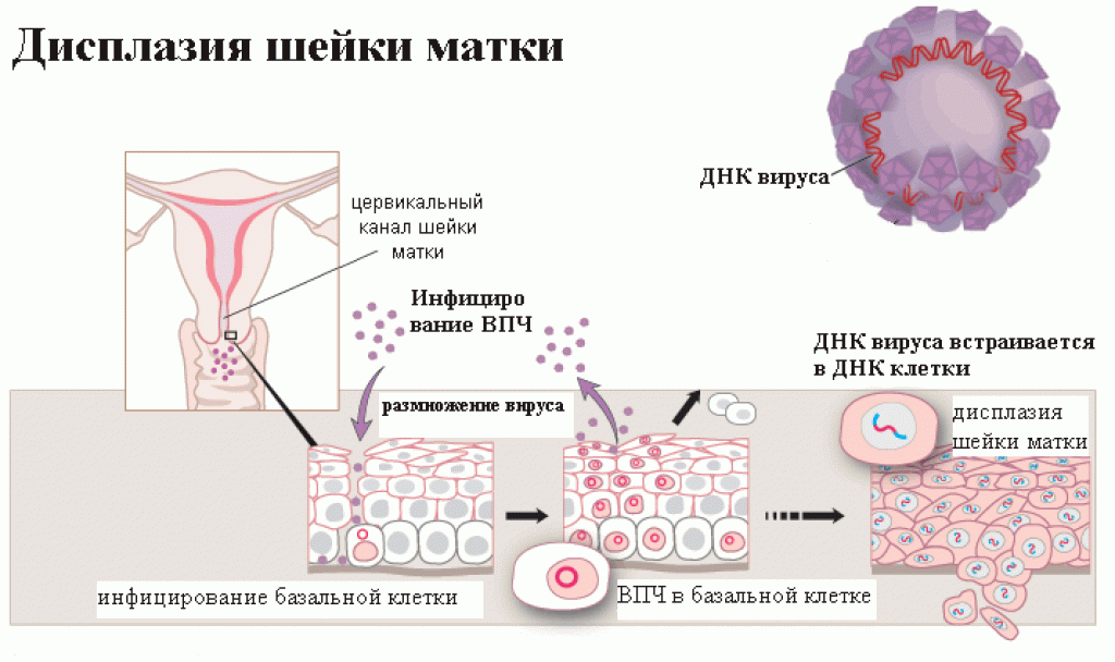 Обзор вирусов (Overview of Viruses) - Инфекционные болезни - Справочник MSD Профессиональная версия